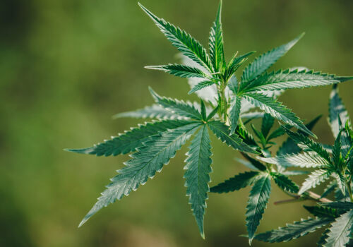 Un nou regulament va extinde utilizarea cânepei industriale în Moldova