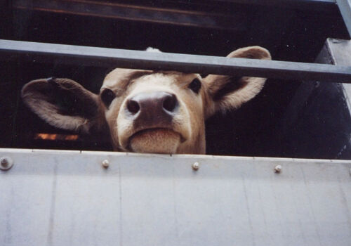 Autoritățile moldovene înăspresc controlul asupra camioanelor cu vite