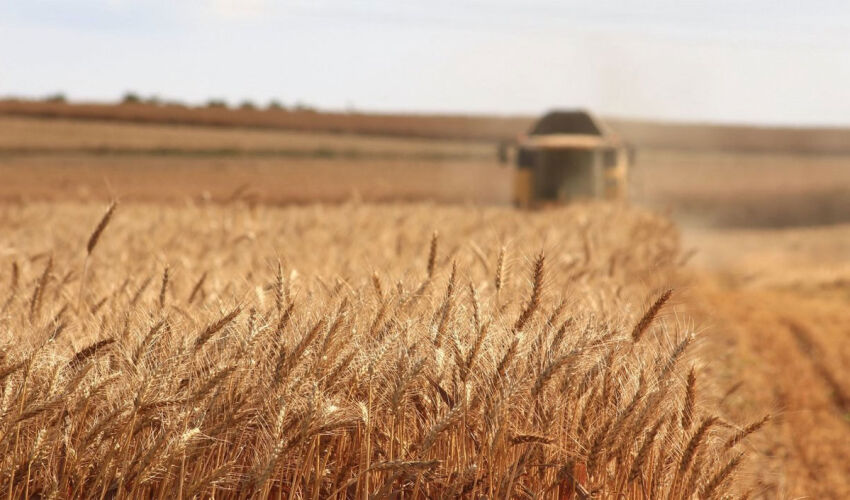 Ce propune guvernul „Milei moldovean” sectorului agroalimentar din Moldova? recolta de grâu