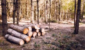 1562_09_selective-focus-shot-wood-logs-sunny-forest