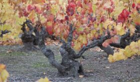 1562_13_Vin vechi viță de vie veche