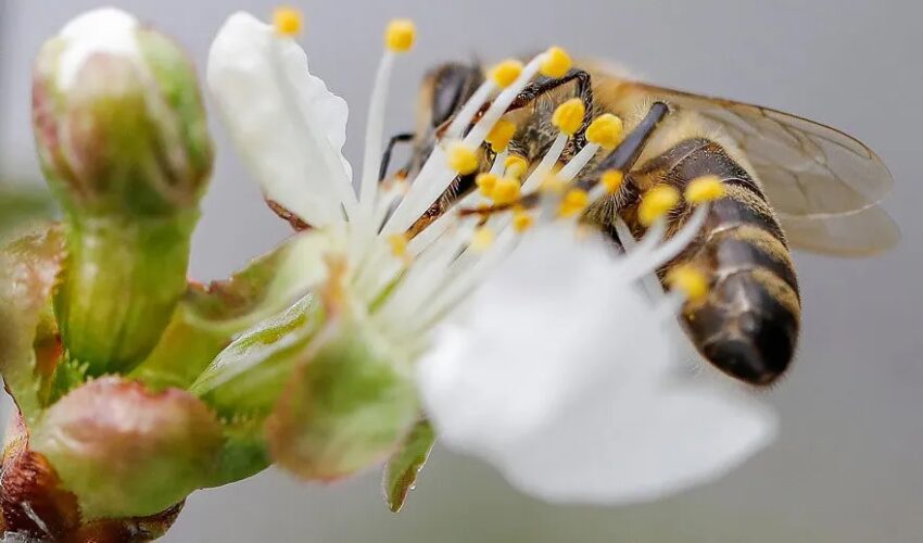 It's too cold for pollination It's too cold for pollination