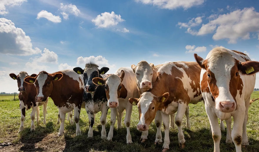 Hogs are falling, cattle are rising