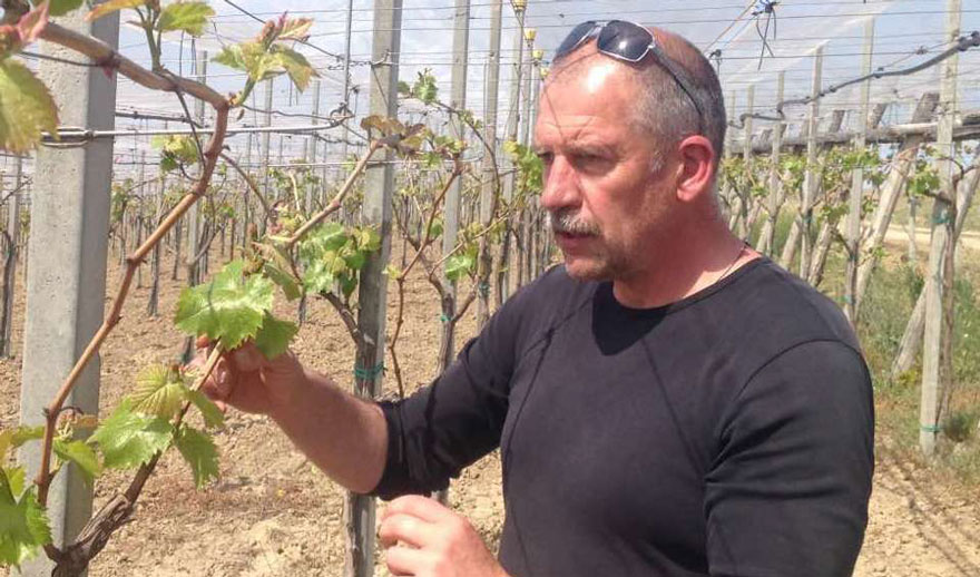 Va fi dificil pentru viticultori să evalueze daunele cauzate de înghețuri