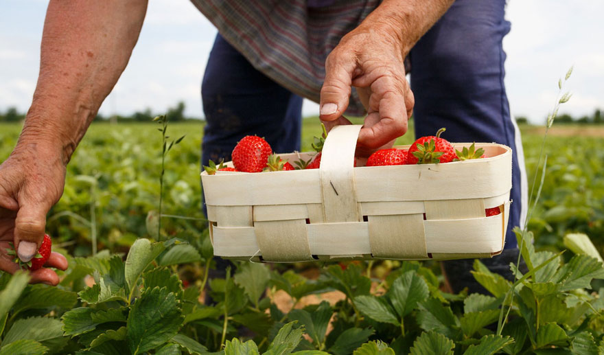 The state does not stimulate legalization in the labor market