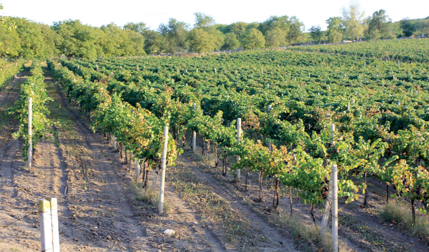 Moldova has joined the EU winegrowing zone system