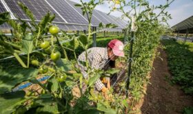 1570_07_Agrivoltaics-NREL-min