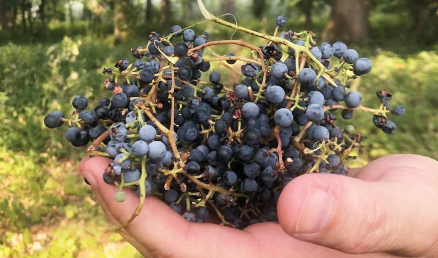 Vin din struguri sălbatici