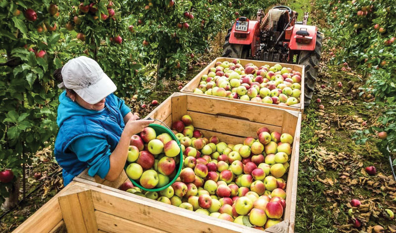 The “apple balance” of the outgoing season doesn’t add up…..