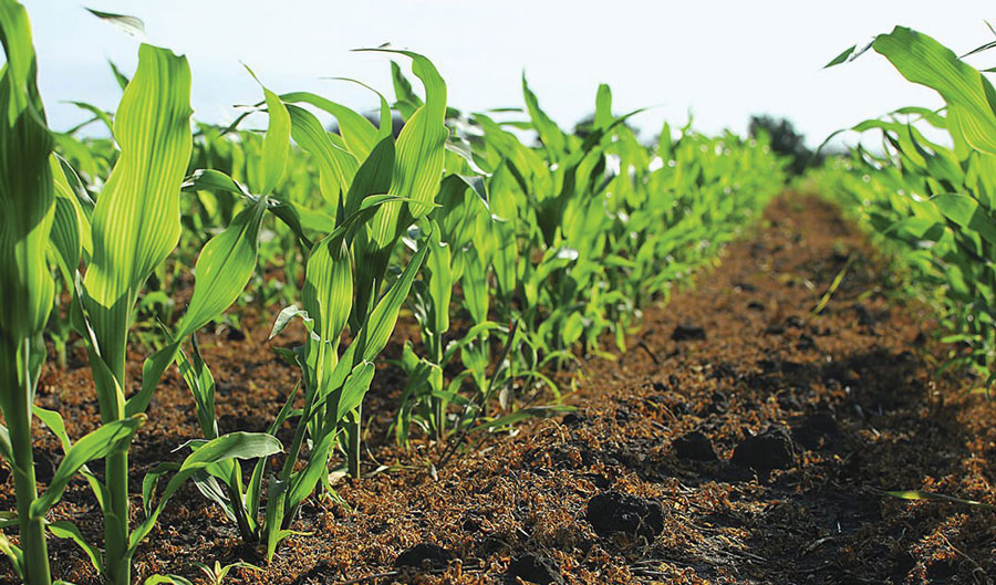 Corn plantings have fallen sharply