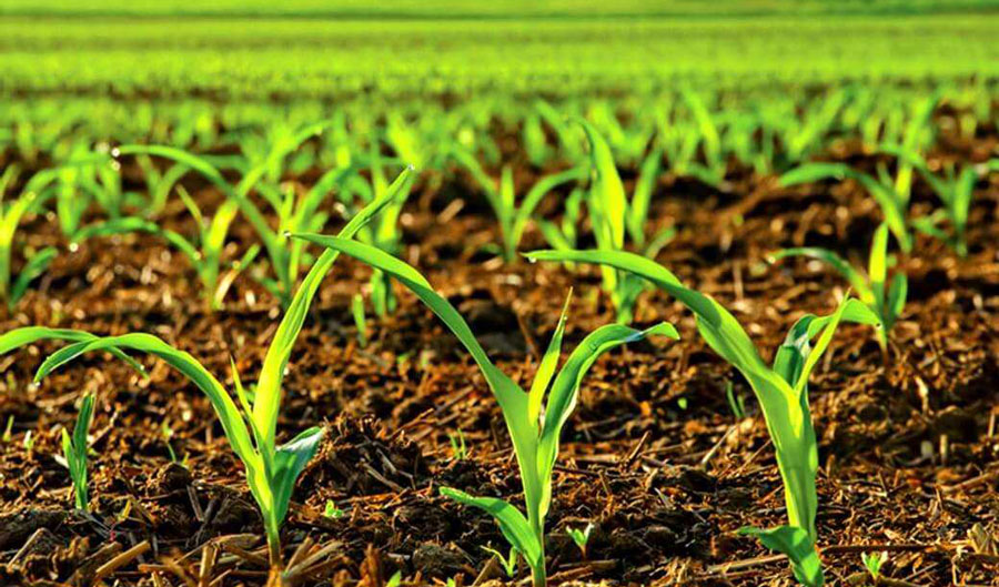 Maize crops in Moldova sharply reduced