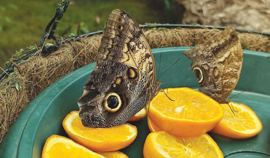 Butterfly business