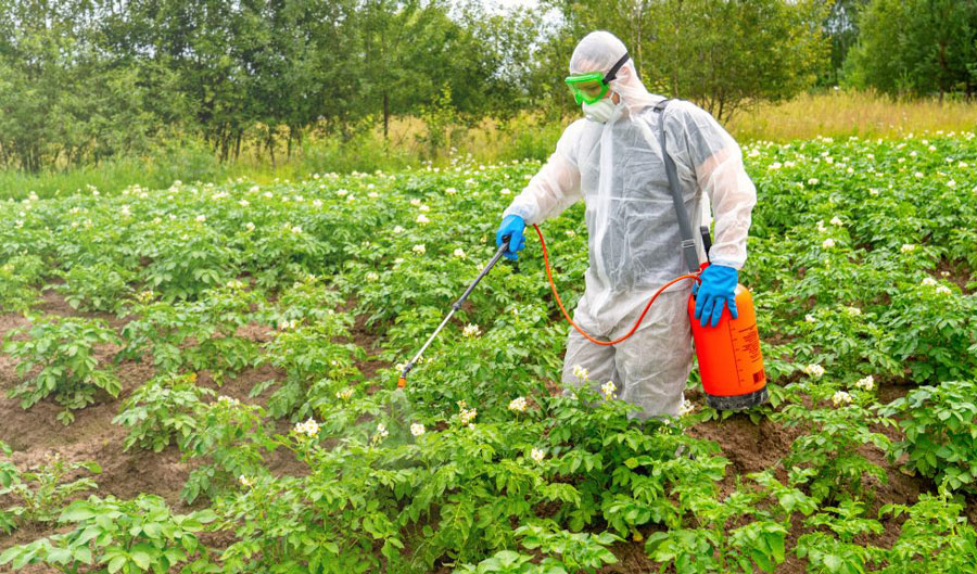 Berries lack agrochemical protection