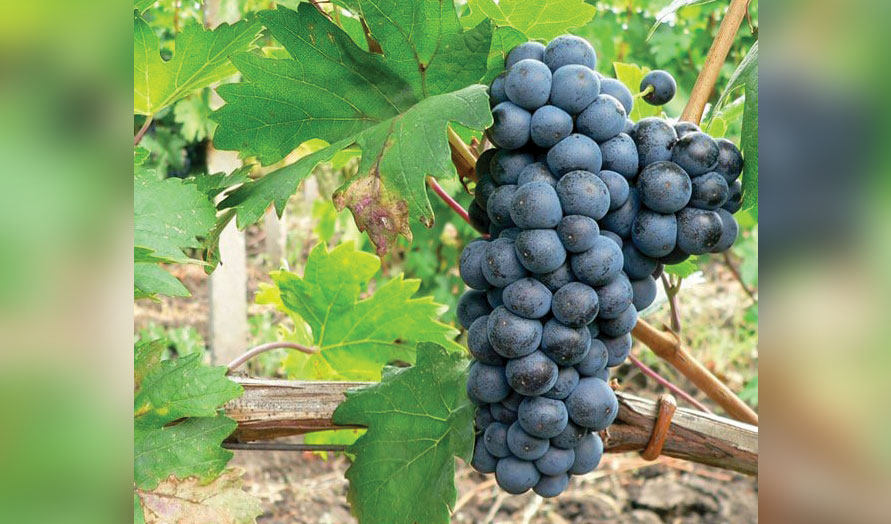 The wine of the future and grapes for health