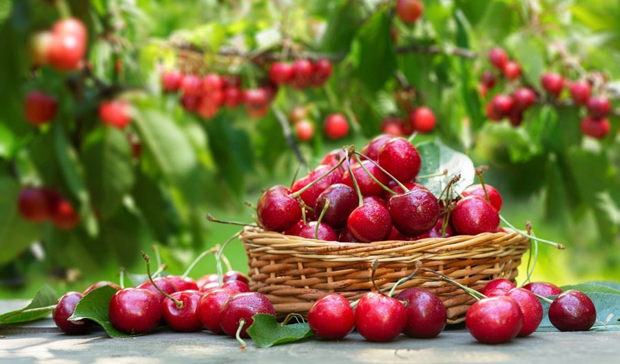 Cherry season: high prices, modest exports