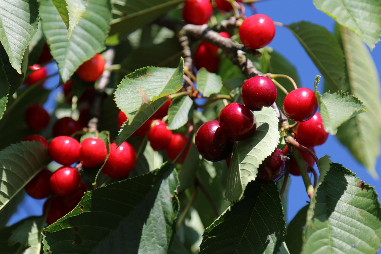 Daunele în horticultură au fost mai mici decât se preconiza