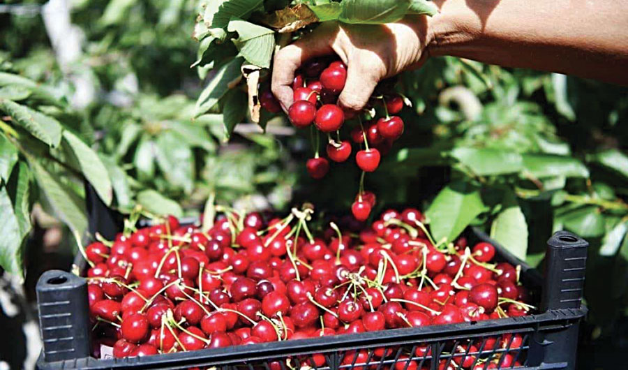 Specific problems of gardeners