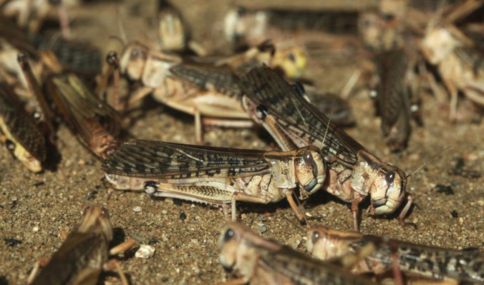 Locusts appeared in the south of Moldova