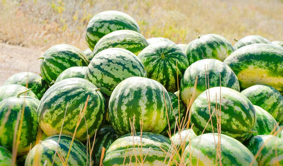 A difficult start to the melon season