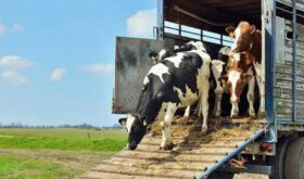 1575_cows-car