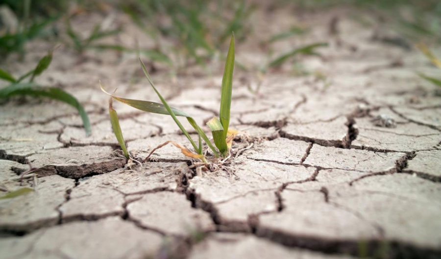 July heat wave will affect crops