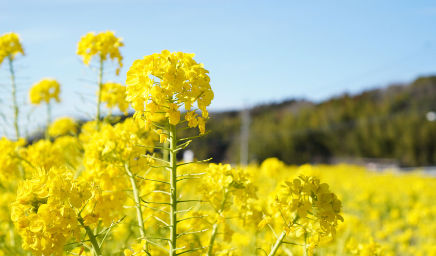Harvest-2025 grain and oilseeds: a lot and at once