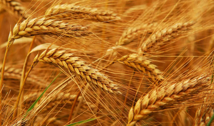 Moldova is among the top 3 barley exporters to the EU