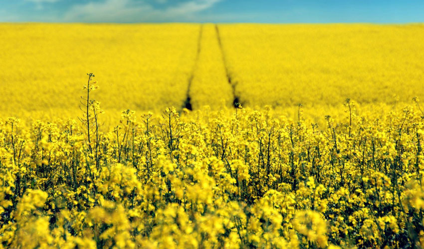 The price of rapeseed in Moldova: the beginning of the journey does not make you sick