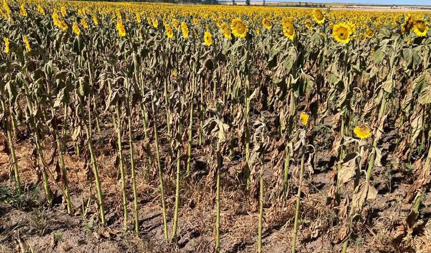 Forța Fermierilor again demands a state of emergency in agriculture