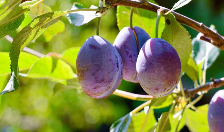 Prune moldovenești – bugetare, dar nu ieftine