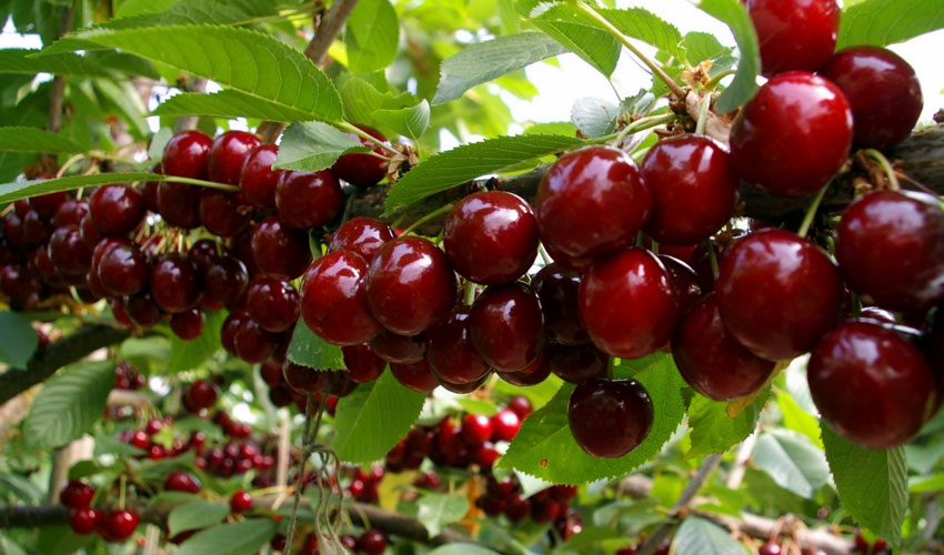 The 2025 cherry season is a season of records
