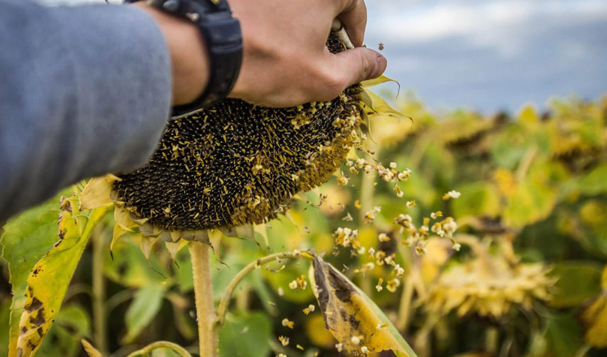 Materiile prime — baza exporturilor agroalimentare ale Moldovei în luna iunie