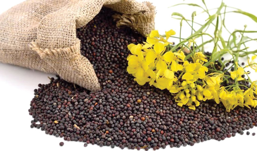 Who will buy the record Moldovan rapeseed crop and at what price?