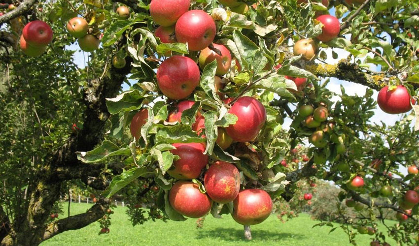 What explains the high prices of the early apple?