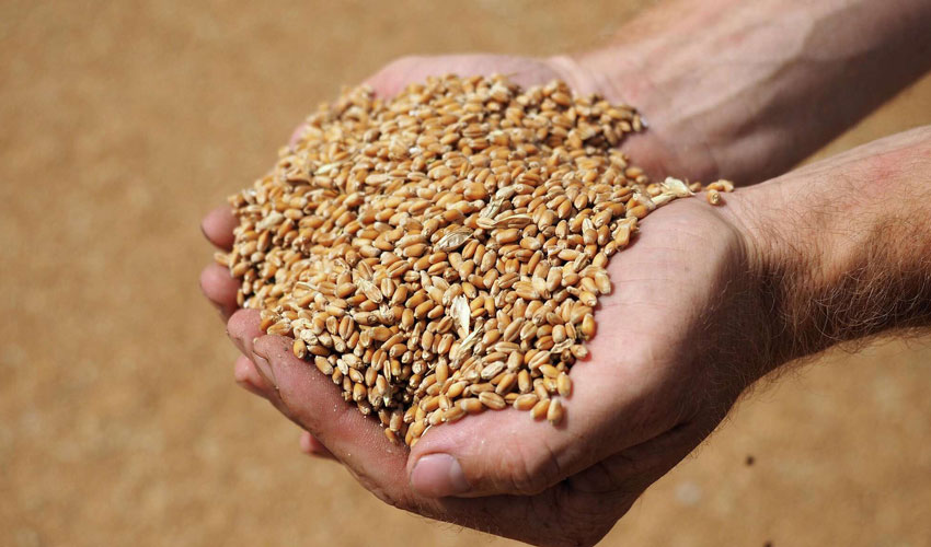 Wheat prices continue to rise in Ukraine and Moldova