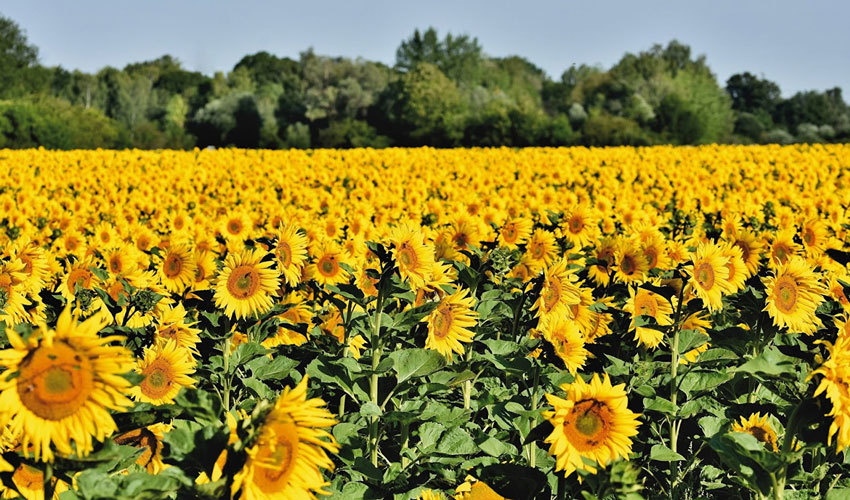 Moldovan sunflower: harvest, prices, exports
