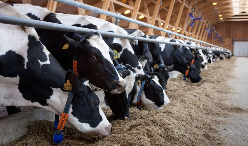 AIPA anunță o nouă cerere de candidaturi din partea producătorilor de animale