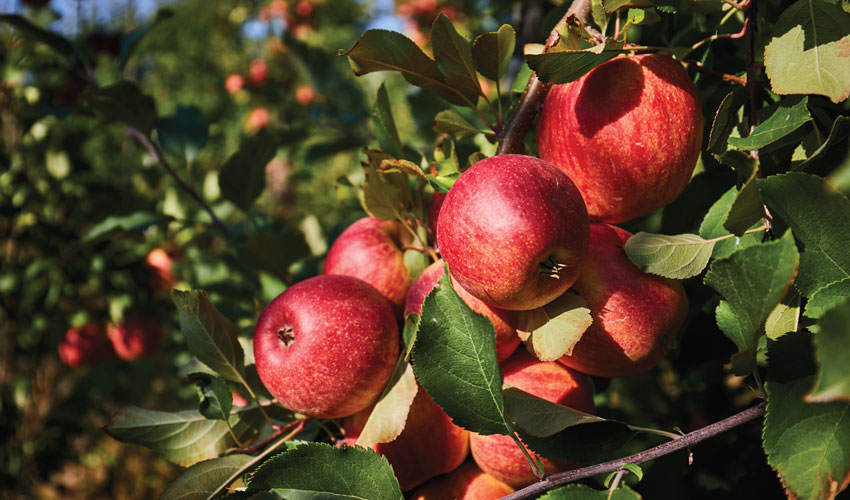 Moldova Fruct at Prognosfruit-2025: a modest apple crop forecast