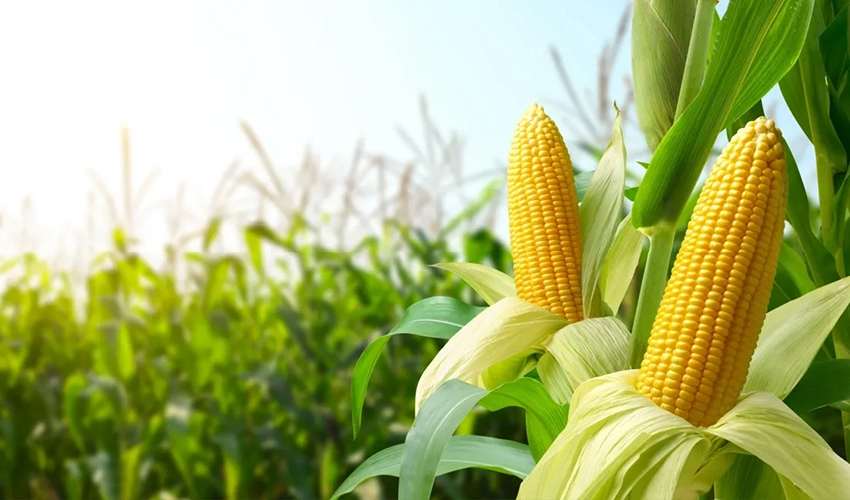MAIA forecast: less corn and sunflower to be harvested