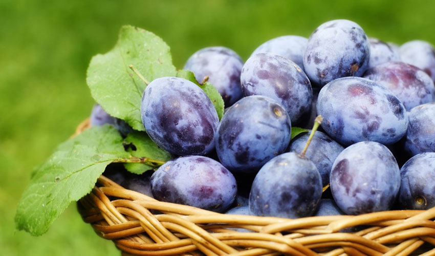 Plum selling season will be long, prices will have time to rise