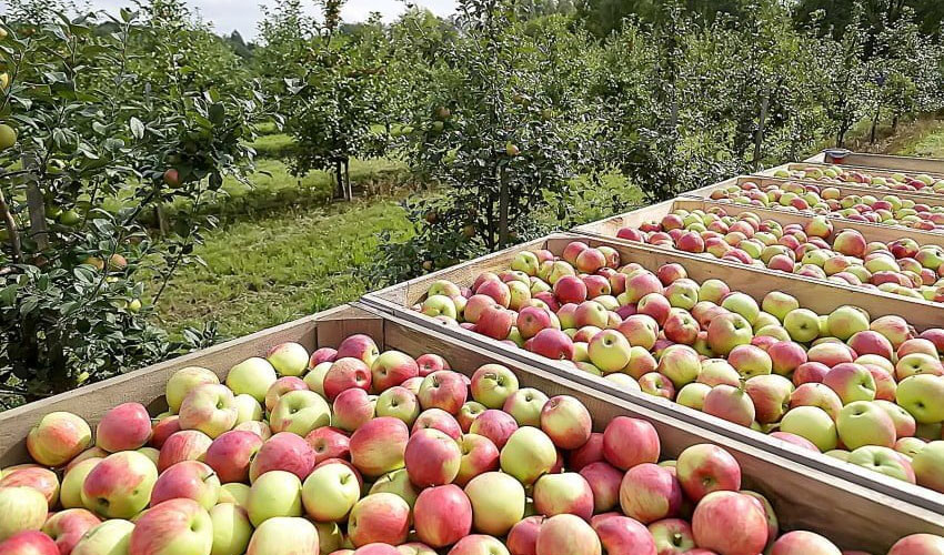 Capacitatea de prelucrare Apple este utilizată în proporție de două treimi
