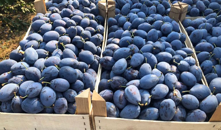 Fabricile de conserve sunt aproape de finalizarea achiziției de prune