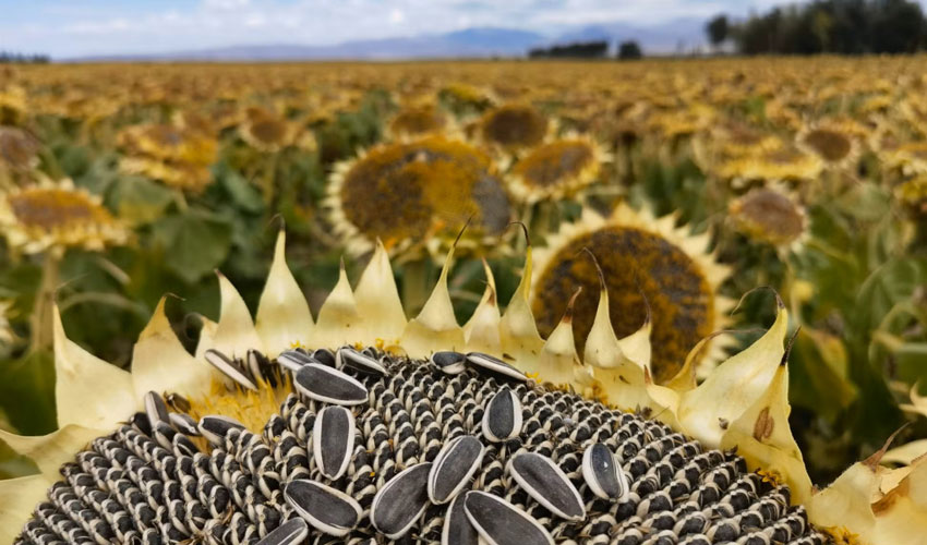 Sunflower exports fell by almost 20%