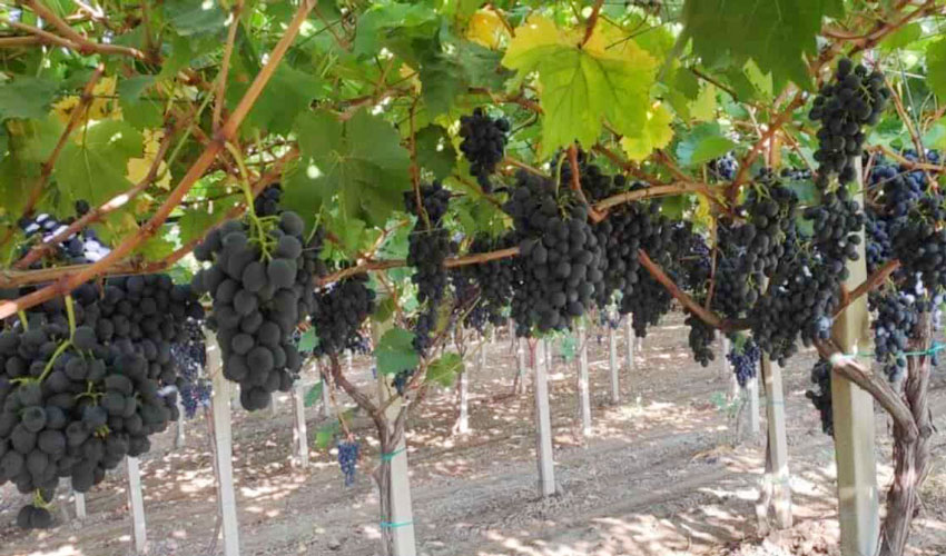 Table grapes area reached 16 thousand hectares