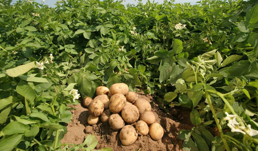 Moldovan and Ukrainian farmers will not be able to make money on potatoes