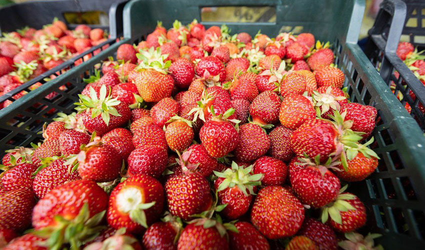 Moldovan farmers made money on late strawberries