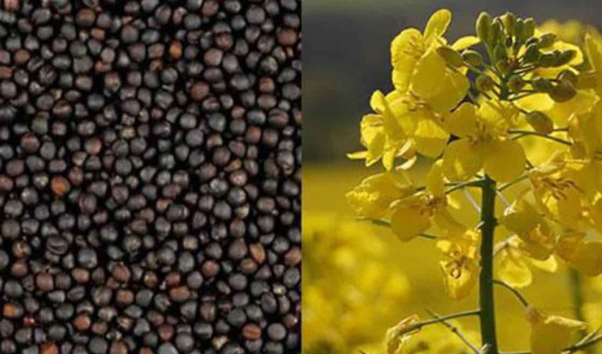Results of the first rapeseed processing season are encouraging