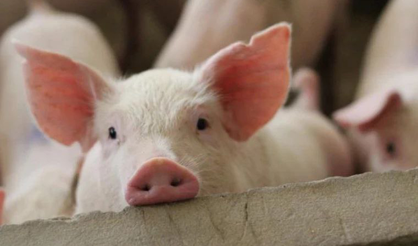 A new outbreak of African swine fever has been reported in Europe