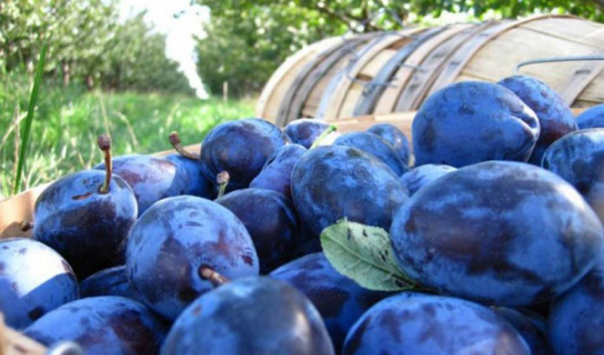 Producătorii moldoveni de fructe au dat lovitura la Fruit Attraction