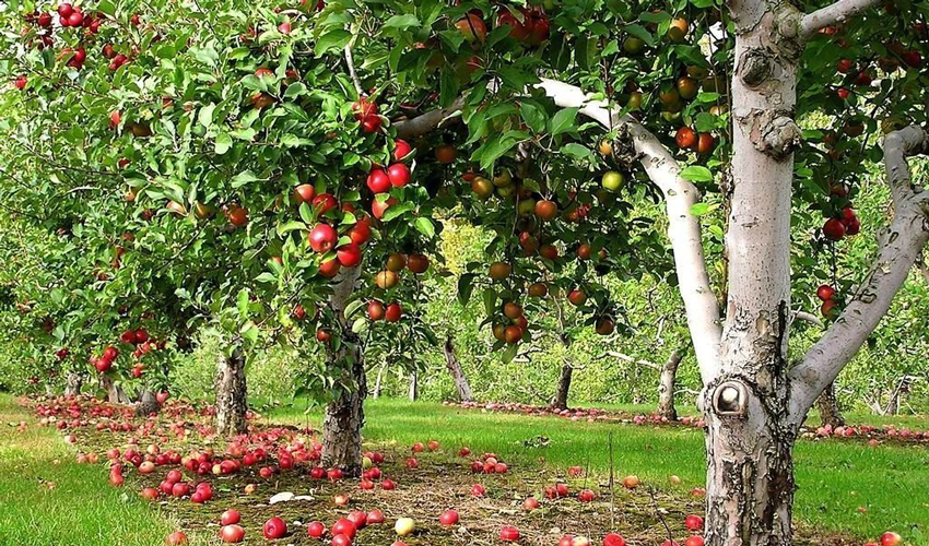 Pomicultorii moldoveni vor dobândi un birou